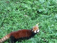 -都江堰中华大熊猫苑