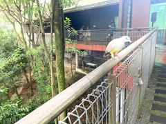 -新加坡飞禽公园