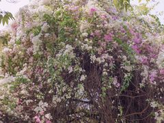 -深圳国际园林花卉博览园