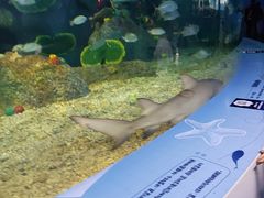 -沙沙哗啦海洋馆(华宇百花谷店)
