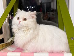 -欣宠猫屋·矮脚拿破仑·蓝金金渐层