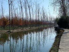 -合肥滨湖国家森林公园