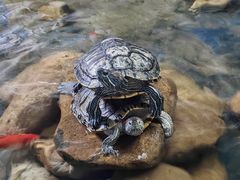 -泉州海丝野生动物世界