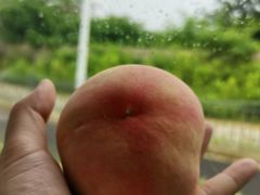 -南汇新场正宗水蜜桃采摘