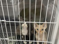 -山宅一喵德文卷毛猫舍