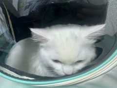 -东莞宠友24H宠物中心医院·转诊夜诊·异宠(新河北路院)