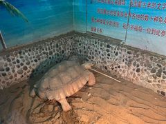 -上海大自然野生昆虫馆(东方明珠·爬宠昆虫探索中心)