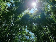 -田心森林公园