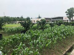 -前小桔亲子创意农场·草莓采摘·露营烧烤