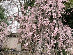 -西安青龙寺遗址景区