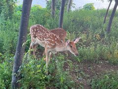 -大连森林动物园