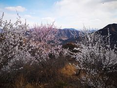 -大岭沟猕猴桃谷风景区