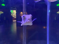 -太平洋海底世界