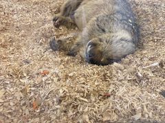 -怪兽屋·羊驼·猫咖·狗咖(俊华广场店)