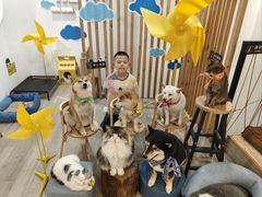 -柴迷FANS CLUB·柴犬狗咖·猫咖