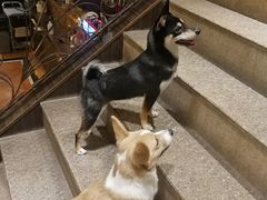 -more than meow吴止猫主题餐厅(承德 中船汇店)