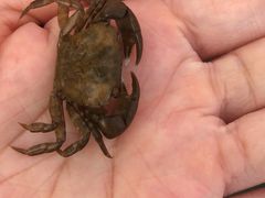 -第35届青岛国际啤酒节