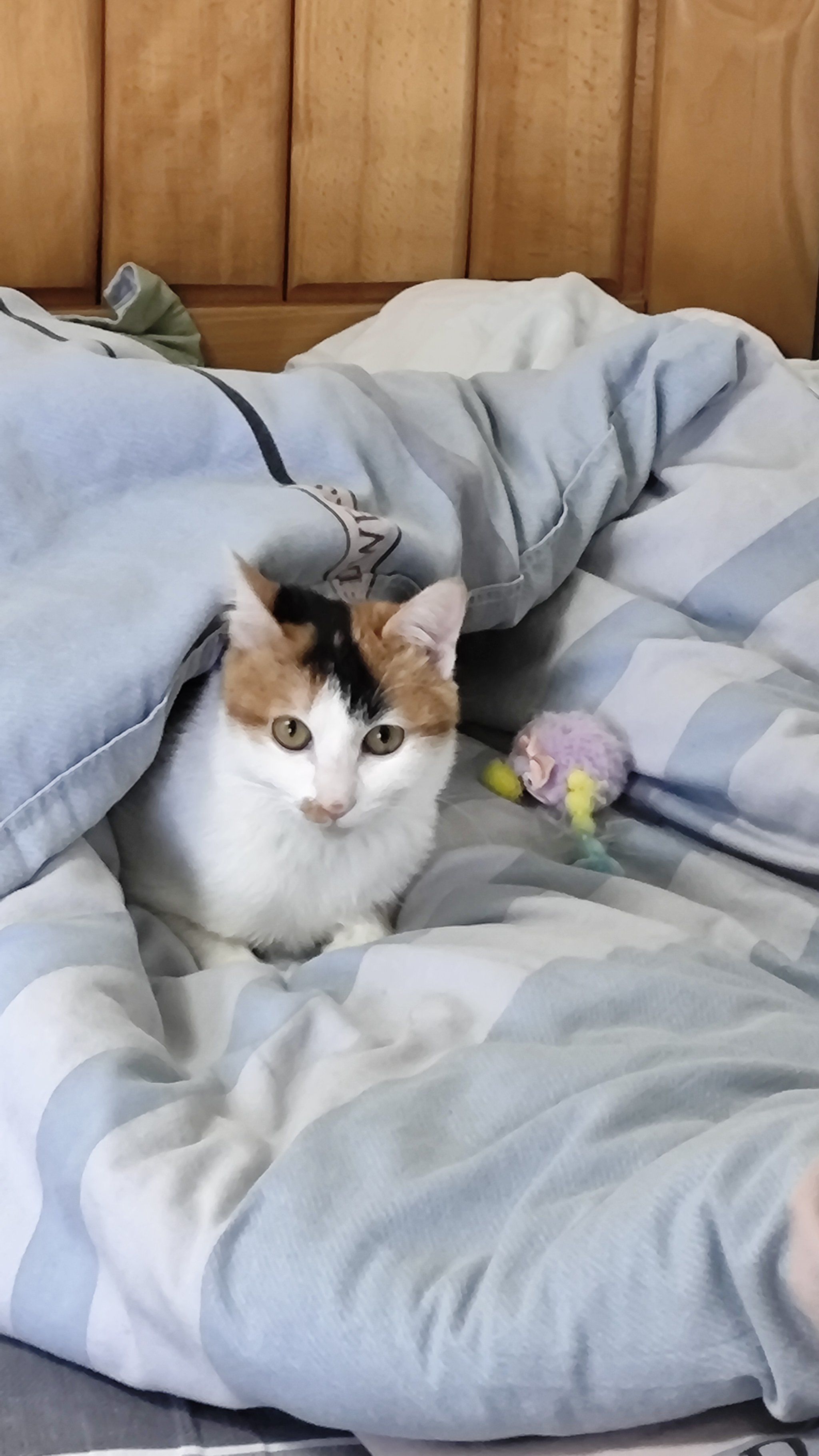 被窝里,最搞笑的是,还把它最爱的毛绒玩具也一起叼在旁边,真的好可爱