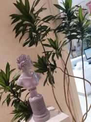 -紫洁俪方（北京）医疗美容