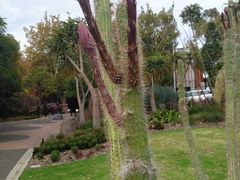 -墨尔本皇家植物园
