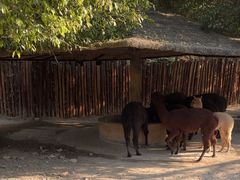 -泉州海丝野生动物世界