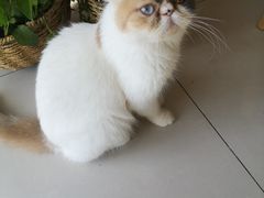 -平行世界·猫咖(首经贸店)