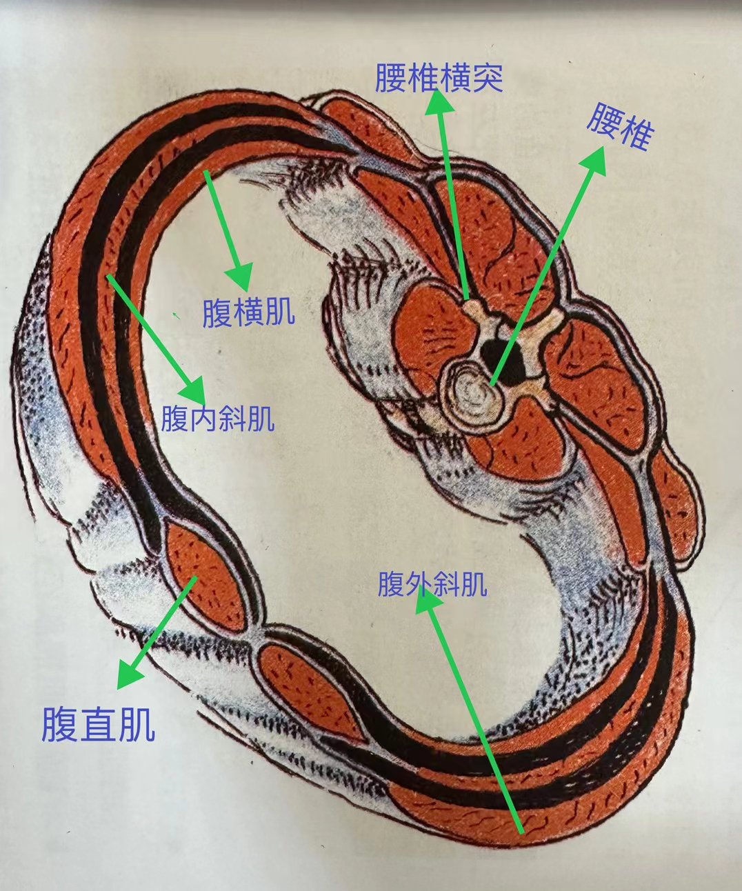 腹内斜肌解剖图图片