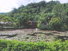 -野象谷景区