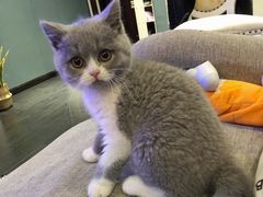 -喵zoo家庭繁育猫舍(尖东智能花园店)