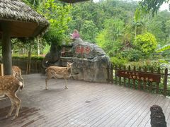 -野象谷景区