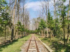 -合肥滨湖国家森林公园