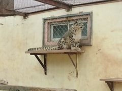 -青藏高原野生动物园
