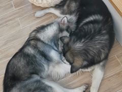 -李小姐の猫咖啡馆(五角场店)