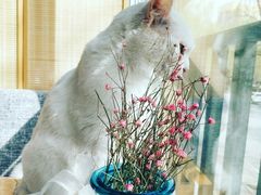 -有猫儿腻咖啡厅.猫咖