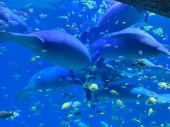 -珠海长隆海洋王国
