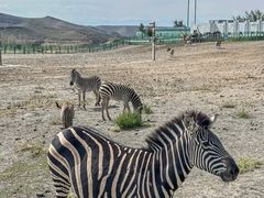 -新疆天山野生动物园