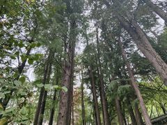 -卓刀泉寺