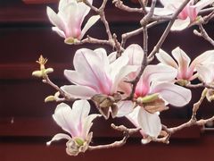 -长春观斋补堂素菜馆