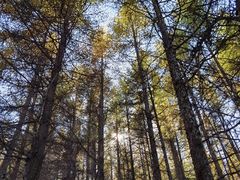 -苏木山森林公园