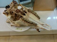 -泉儿头杂碎·清真(城东总店)