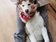 -Husky Go! 哈士奇体验馆·宠物咖啡厅狗咖