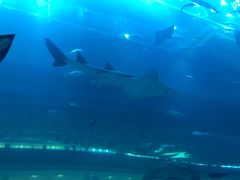 -迪拜水族馆及水下动物园
