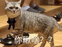 -啵啵喵·猫咖(攀华国际店)