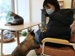 -猫友咖啡店(玉林西路店)