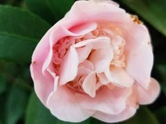 -双季花艺园艺市场(浦东店)
