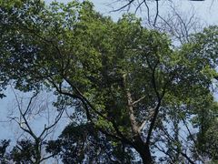 -杭州半山国家森林公园