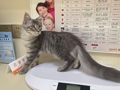 -瑞派康怡24h宠物医院·犬猫医疗中心·微创绝育(瑞景分院)