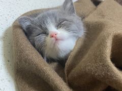 -宠爱国际动物医院· 猫科· 外科·中兽医(长白店)