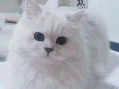 -欣宠猫屋·矮脚拿破仑·蓝金金渐层