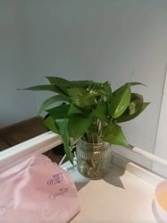 -Dr.林醫生产后修复·配方产康店(南京大厂店)
